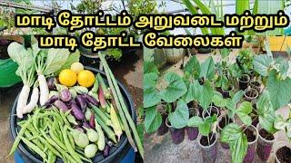 மாடி தோட்டத்தில் அறுவடையும் ஏழு விதமான அவரை நடவு பண்ணும் வேலைகள்@MaadithottamSachu