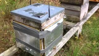 (2B) or !(2B) smart beehive in action