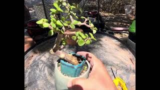 Portulacaria Afra bonsai defoliation methods. Partial defoliation and trunk taper .