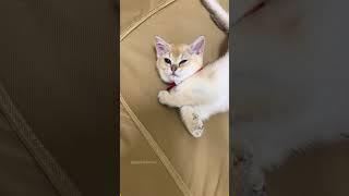 Sleep tight, my little love! Dream nice!#cat #catsoftiktok #catlover #funny #funnyvideos #foryou