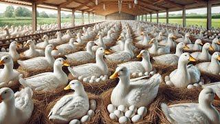 Free Range DUCK FARM - How To Raise Ducks For Meat For Business - Poultry Farming