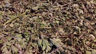 Drying Fresh Zaatar Herb Trick