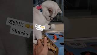 너무 웃긴 고양이의 주먹 불끈!!! A cat's fist that's so funny #funny #catvideo #貓 #고양이코코 #화난고양이