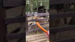 Woman gets nasty surprise from a Llama #llamas #animals #shorts