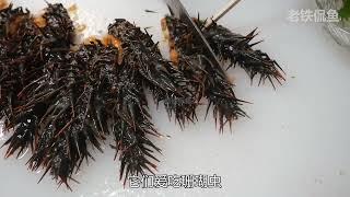 棘冠海星，大号的海洋蝗虫，专给珊瑚礁剃秃头