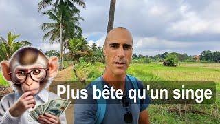 Tu es plus bête qu'un singe