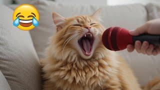 Funny cats videos Try Not To Laugh #funnycatsvideos #funnycats