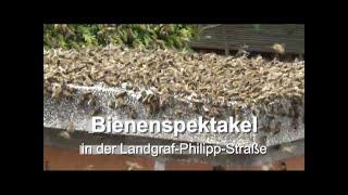 Bienenspektakel - in der Landgraf-Philipp-Straße