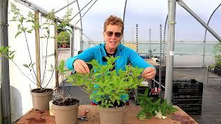 Pruning Hydrangea Before Winter