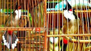 Chào Mào Đấu Giàn Kích Chào Mào Bổi Lên Lửa | Chào Mào Hót Đấu