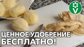 НЕ ВЫБРАСЫВАЙТЕ КАРТОФЕЛЬНЫЕ ОЧИСТКИ! Это натуральная ПОДКОРМКА для ваших растений!