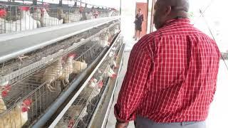 Chef Ron Duprat visit to PADF chicken project in Haiti