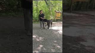 Красота спасёт мир  БУЧ 2 сын знаменитого БУЧА . Питомник Рамзес.