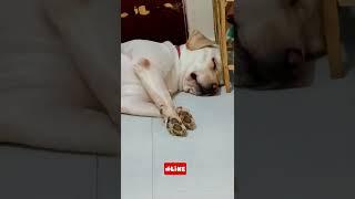 SANDY KA SONE KA STYLE ️ #labrador #pug #dog #shorts