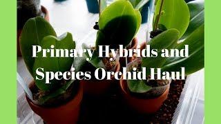 Orchid Haul - 7 Phalaenopsis Species and Primary Hybrids