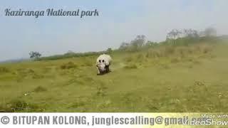 Rhino charges in Kaziranga  (Bitupan Kolong)