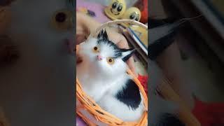 cute cat.. angel