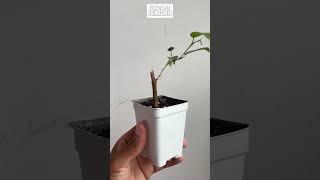 Bonsai Starter Progress | Ficus Benjamina | 1Min or Less