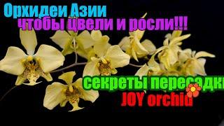 Пересадка от гуру. Мастер-класс Joy Orchid!!!
