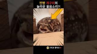 찐빵 개구리가 우는 이유