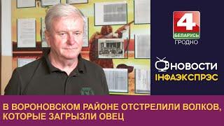 В Вороновском районе отстрелили волков, которые загрызли овец