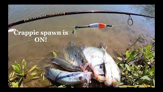 The crappie spawn is on!! It won't last! Jig and bobber from the bank!