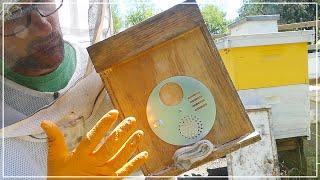 DON'T BUY BEES - Make Better Bee Colony Splits