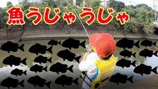 魚だらけの川にカニを落としたら・・【衝撃】