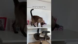 PRENDAM!  #gatalunacatarina #comedia #gatos
