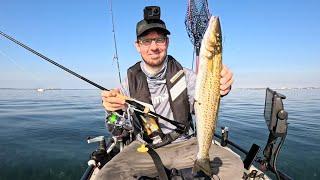 King George Whiting on Soft Plastics breaking in a Shimano Expide & Stradic FM