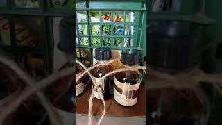 Йод в теплице от фитофторы #огород #дача #сад #рецепт #овощи