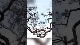 원숭이를 잡은 순간, 표범의 운명도 끝났습니다