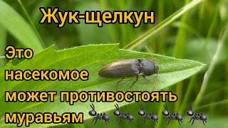 Интересный жук-щелкун. Это насекомое может противостоять муравьям!