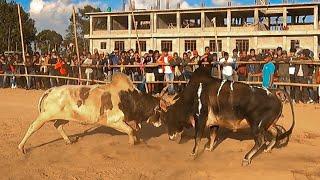 Smot vs Rngiem  //  Iatur masi // Iadaw Masi // Bullfight