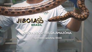 JIBOIA ARCO-ÍRIS DA AMAZÔNIA (Ece)