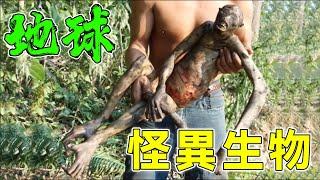 地球上14種最罕見的怪異生物！是你從來沒見過的奇特物種！科學家看到後嚇壞了！#top10 #世界之最 #冷知識 #排名 #地球 #動物 #变异 #生物 【地球解說員】