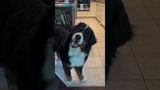 The magic words are “ Are you…” and “Do you wanna…”  | funny dog videos 2024 #funnydogs #shorts