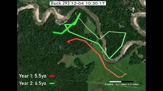 Buck 293's Movement in Consecutive Years