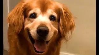 FUNNY Dogs  | Best Pet Videos 2025