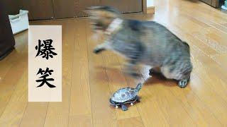 【おもしろ総集編】思わず笑うw可愛い猫とスケボー亀【A compilation of cute cats and skateboarding turtles 】