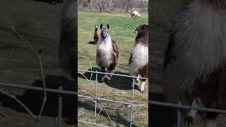 Curious Llamas