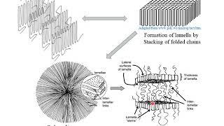 Polymer Crystallization