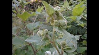 The Magic of Lesser Burdock: A Closer Look at this Fascinating Wild Herb