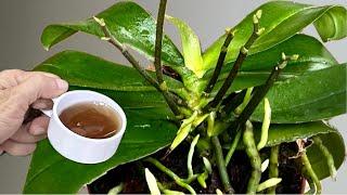 Just 1 cup at a time! Suddenly orchids grow 500% more flower branches