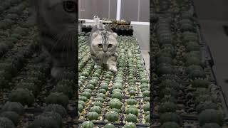 Pet Cat Tip Toes Over Cactus Plants