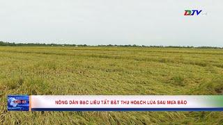 Nông dân Bạc Liêu tất bật thu hoạch lúa sau mưa bão