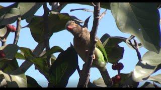 Bird calls create soundscape, but which bird is calling?  Brown-headed barbet in Mount Abu, India.