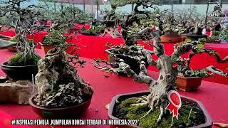 INSPIRASI PEMULA#Kumpulan Bonsai Prospek Di Indonesia,Inspirasi Bonsai Terbaik Di Indonesia Part13