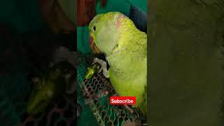 #parrot #parrottalking #funny #birds #ytshorts #shorts