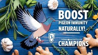 "Boost Your Racing Pigeons' Immunity Naturally! ️ | Proven Herbal Mixtures for Champions"
